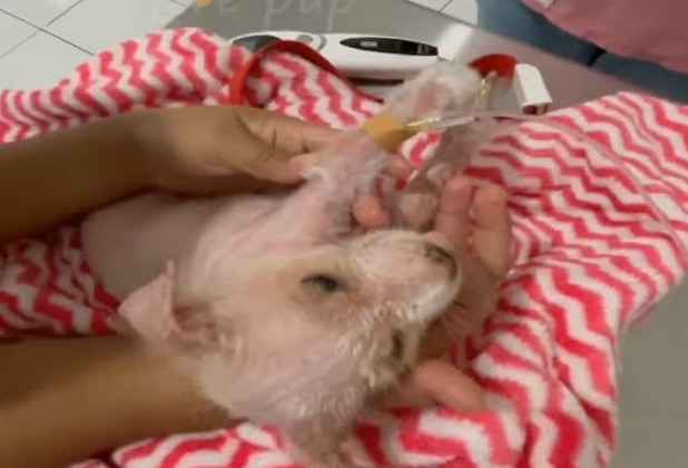 The medical team considered euthanasia t...