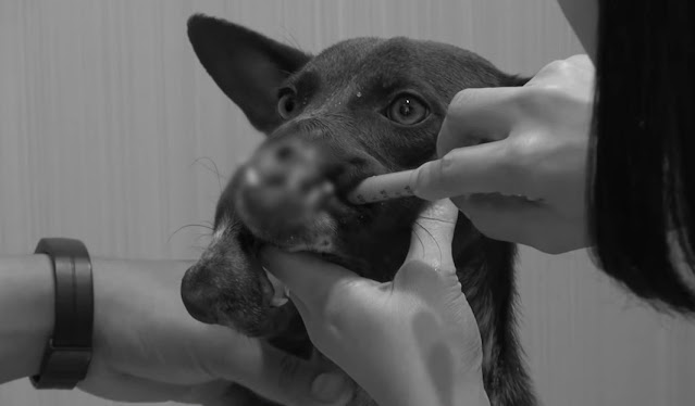 In a testament to heroic veterinary care...