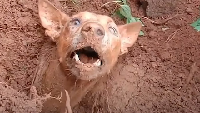 Their efforts bore fruit when they final...