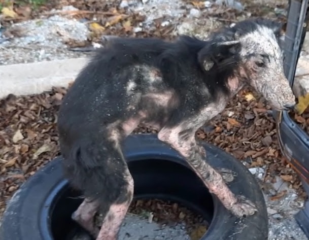 Fahrudin expressed his commitment to tra...