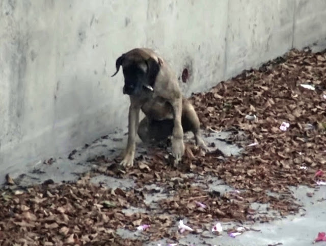 A scan of her microchip unraveled a surp...