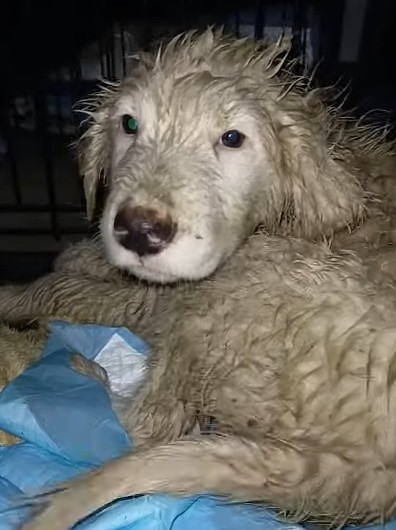 To help support such rescue efforts, Ang...