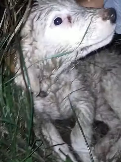 Despite his tough start, the rescued pup...