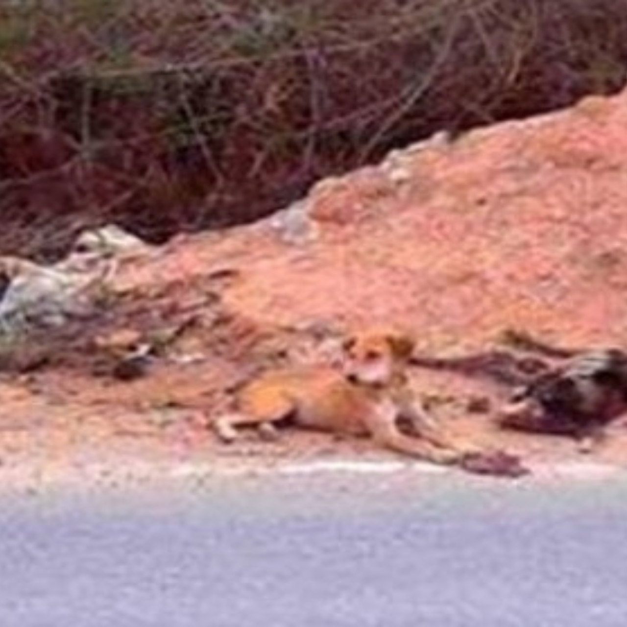 Viral Story of Grieving Puppy Sparks Debate on Animal Emotions and