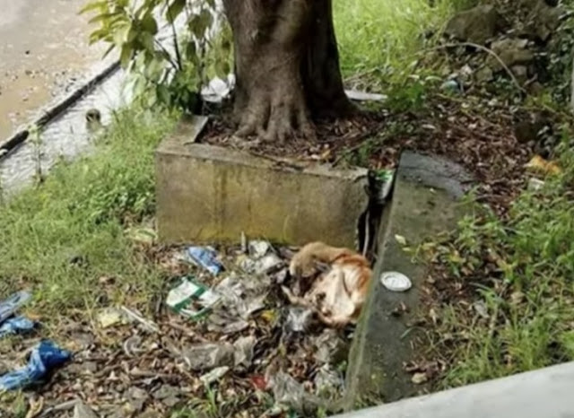 This touching rescue was captured on vid...