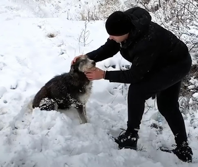When he called out to the puppies, they ...