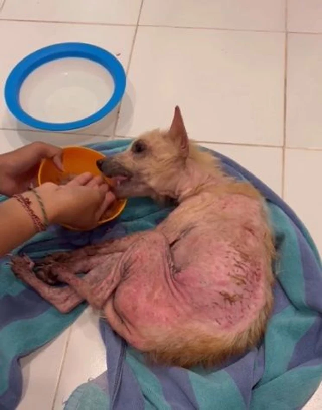 One month into her recovery, veterinaria...