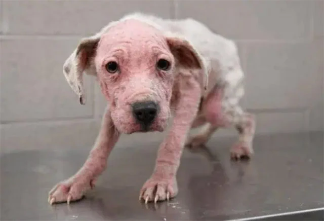 The puppies had open, infected wounds th...