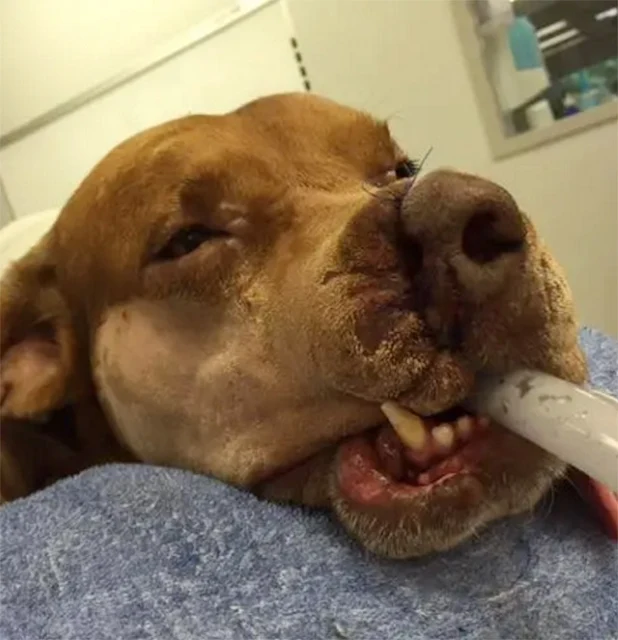 Determined to improve his condition, Gra...