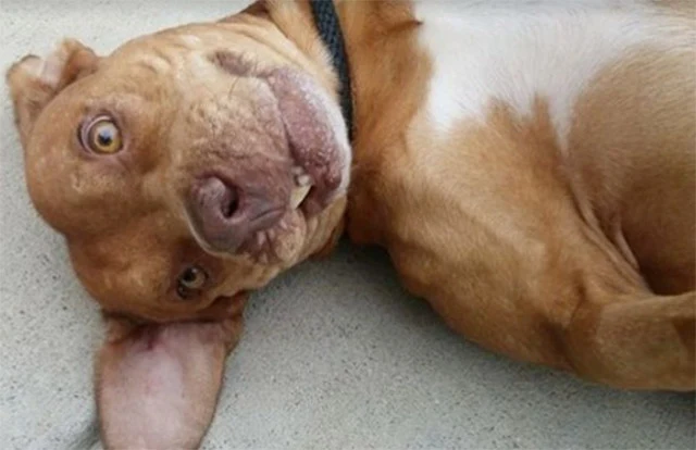 With his new health and appearance, Bjar...