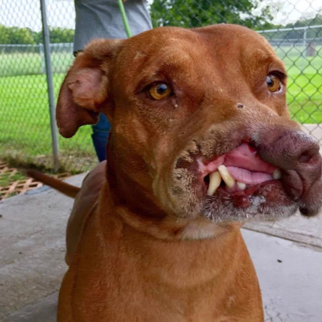 In 2015, Bjarni, a mixed-breed dog in Hu...