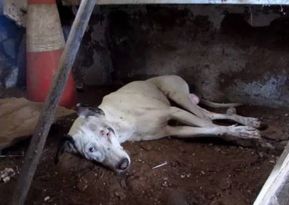 In the months following her rescue, Alby...