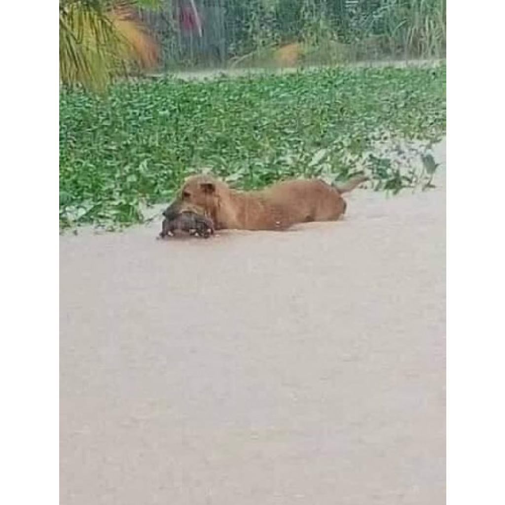 Extra image from article