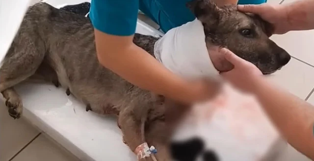 Though Felicity's condition remained fra...