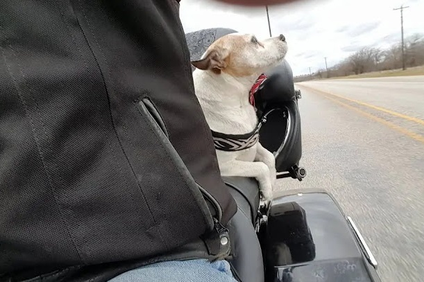 With the dog, now named Mr. Davidson aft...