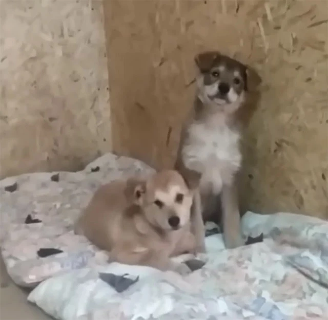 Watching them interact was a joyful and ...