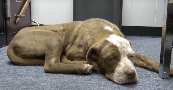 Penny's journey was long and challenging...