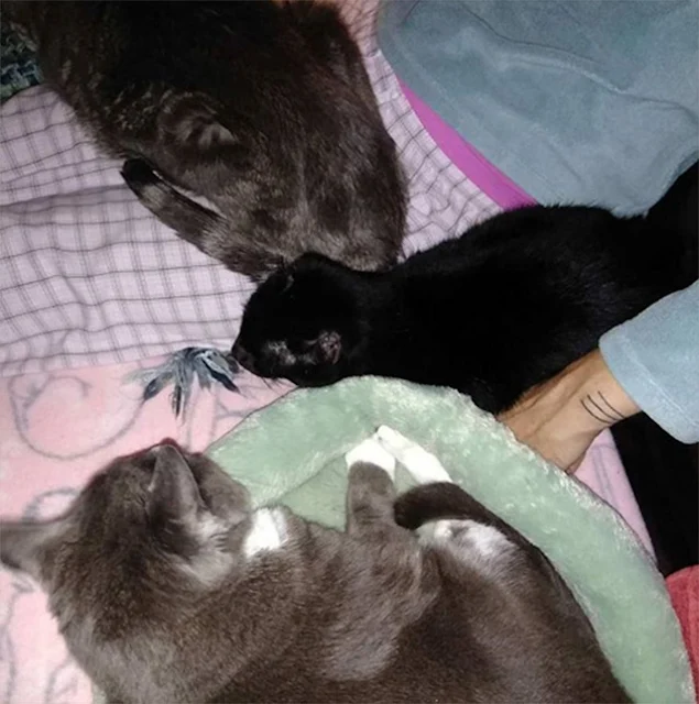 For Frances, Courage's past and unique a...