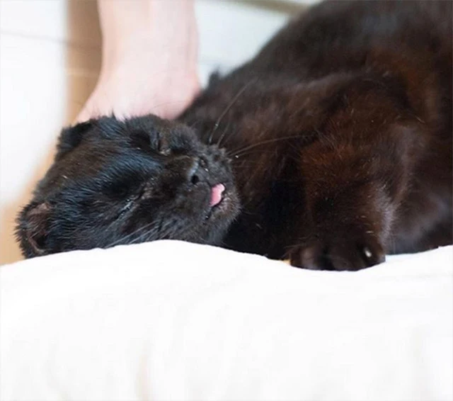 Extra image from article