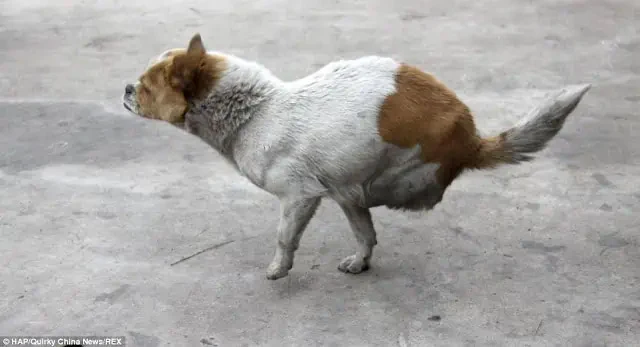 Two-Legged Dog Amazes by Mothering Puppies; Rescued to Start Anew in Hong Kong