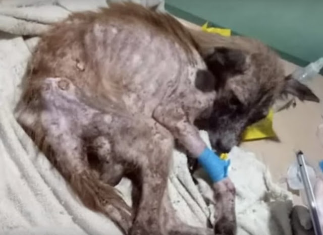 Extra image from article