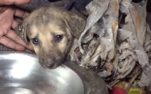 Not long after the first two puppies wer...