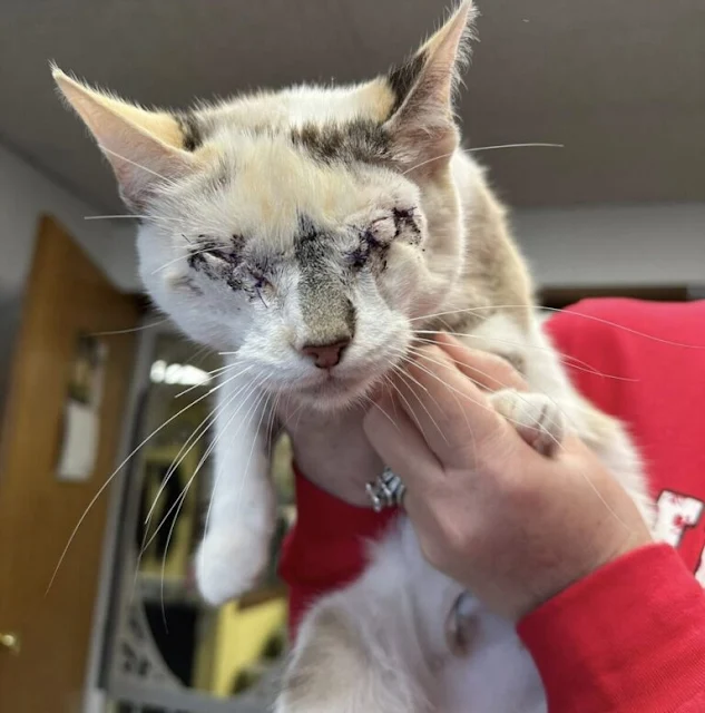 Blind Cat Donut Overcomes Adversity, Finds New Life at Ten Lives Club Blind Cat Donut Overcomes Adversity, Finds New Life at Ten Lives Club