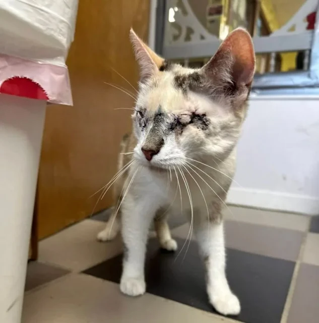 Blind Cat Donut Overcomes Adversity, Finds New Life at Ten Lives Club Blind Cat Donut Overcomes Adversity, Finds New Life at Ten Lives Club