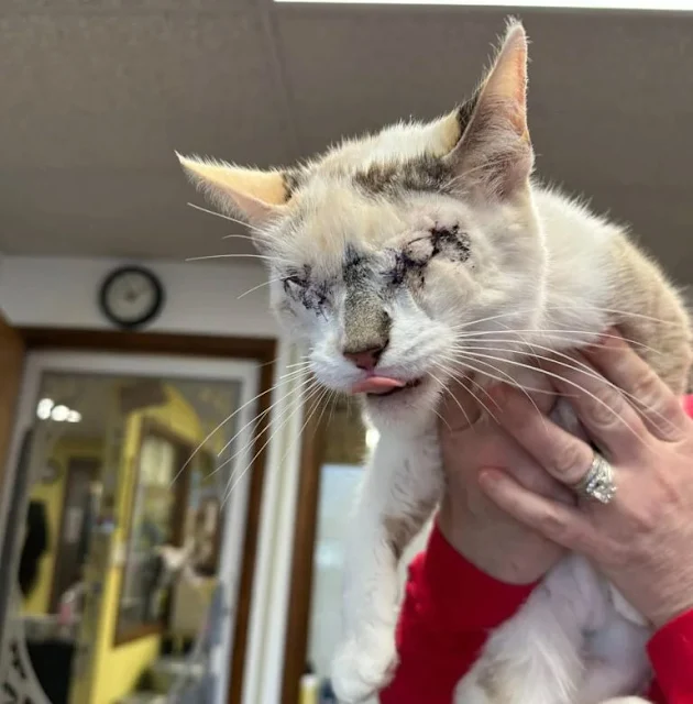 Blind Cat Donut Overcomes Adversity, Finds New Life at Ten Lives Club Blind Cat Donut Overcomes Adversity, Finds New Life at Ten Lives Club
