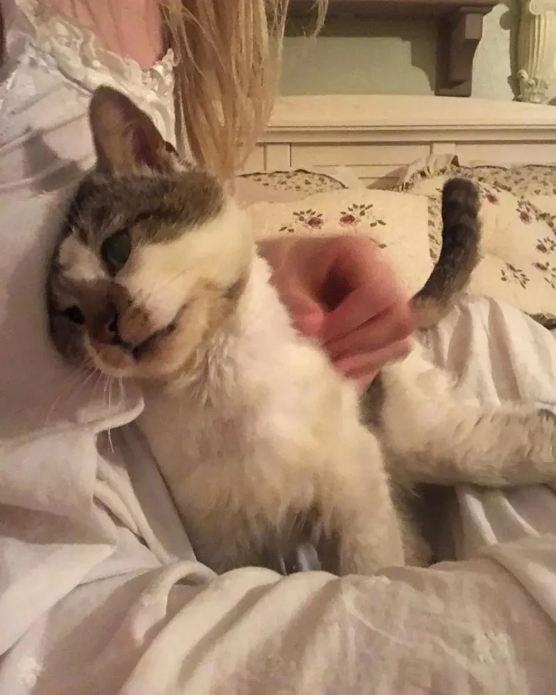 The affectionate cat, now adept at getti...