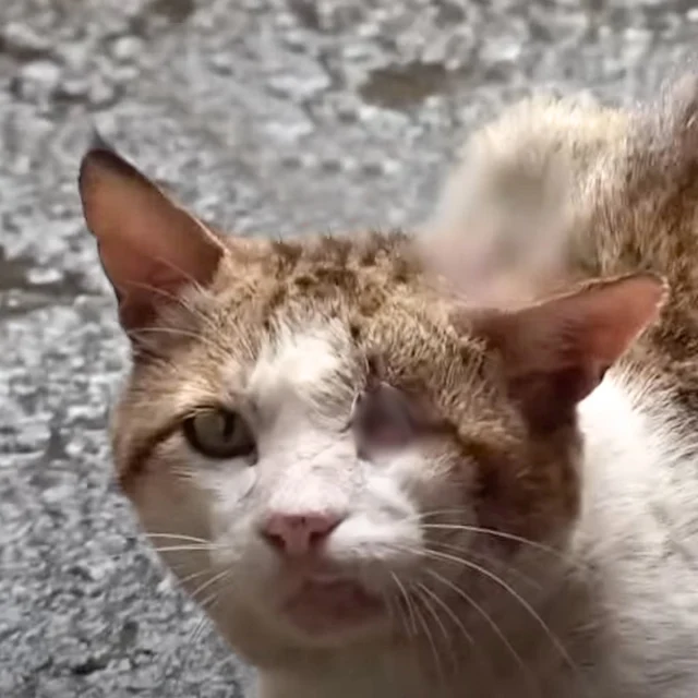 One such cat had grown accustomed to thi...