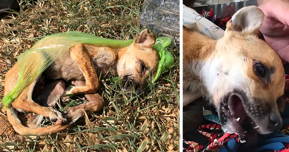 Rescue teams from a local Pet Adoption C...