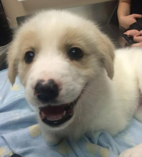 Born without limbs due to a genetic cond...