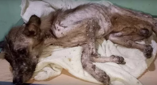 Extra image from article