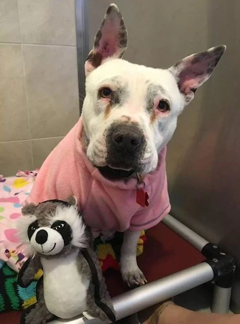 Extra image from article