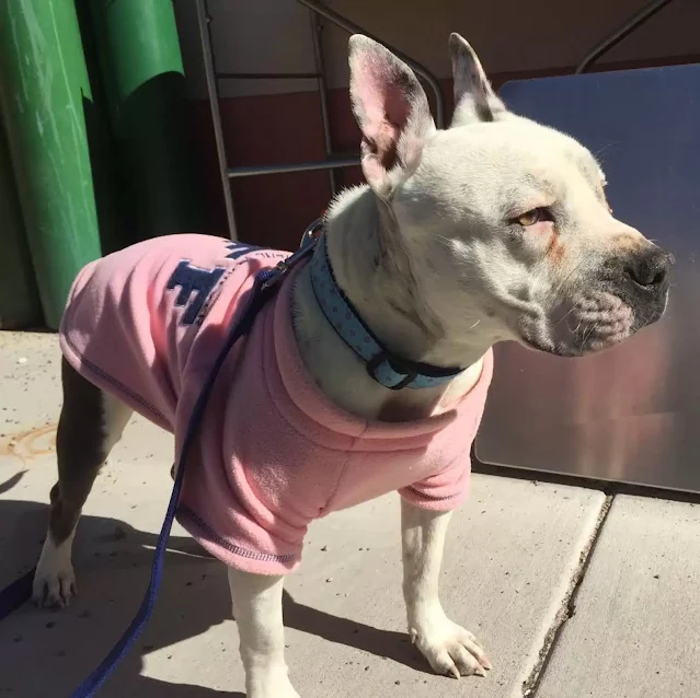 Extra image from article