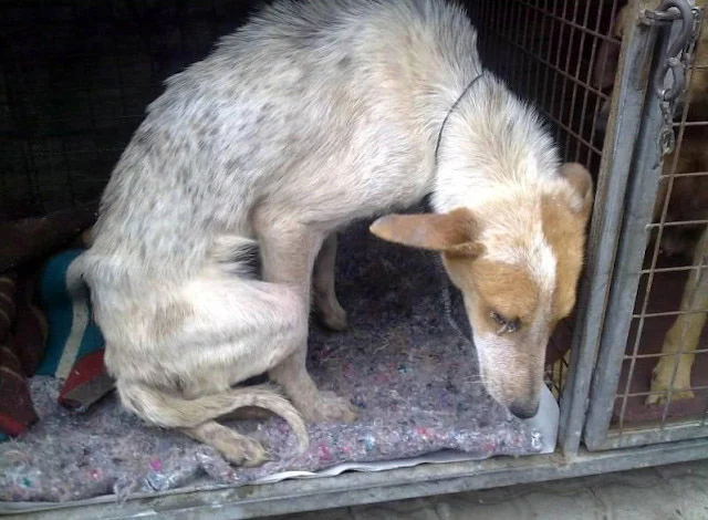 When the IFAW team found her, she was ba...