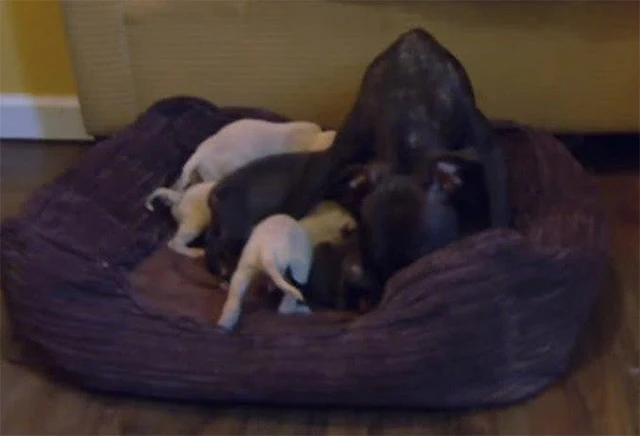 Extra image from article