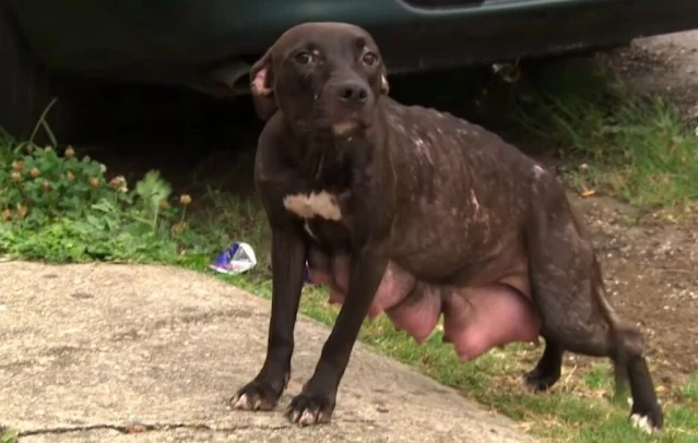 When the rescuers arrived, the mother do...