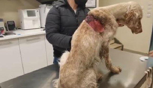 Extra image from article