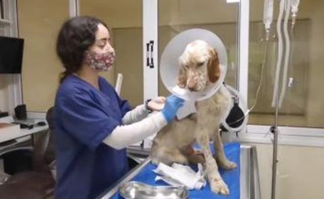 Extra image from article