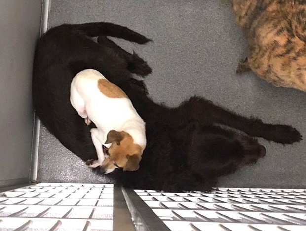 Observers have been charmed by their clo...