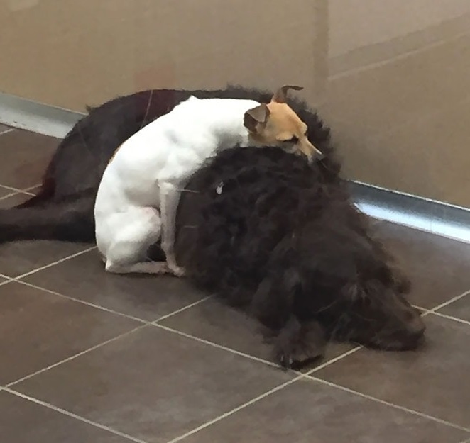 CC, the smaller of the duo, finds comfor...