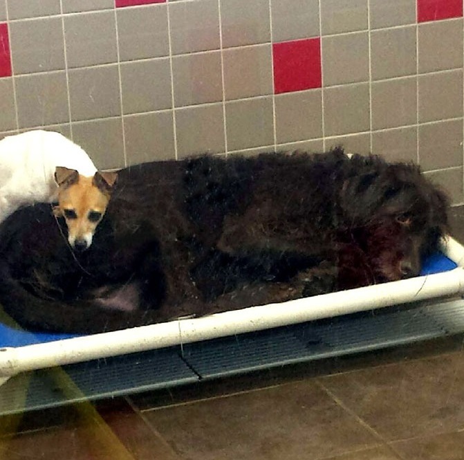 Extra image from article