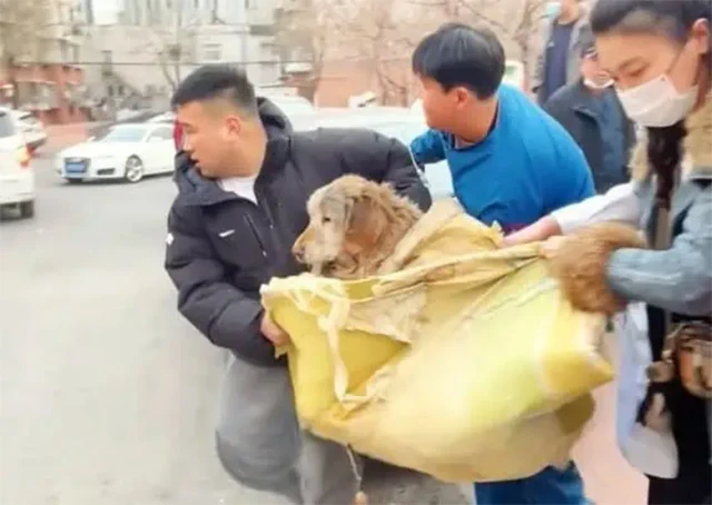 As the dog's life came to a gentle close...