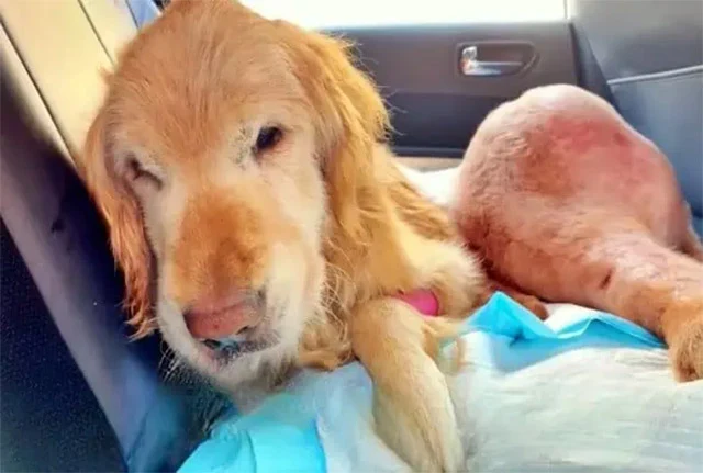 Extra image from article