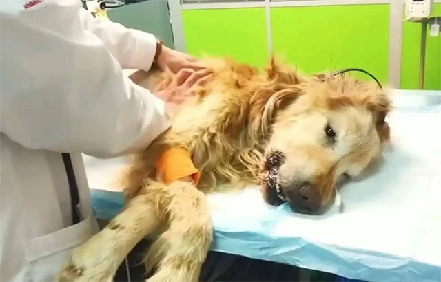 Extra image from article