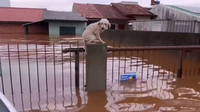 The flooding placed both human and anima...