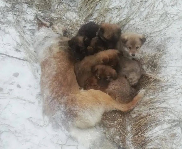 Though rescuers arrived too late to save...