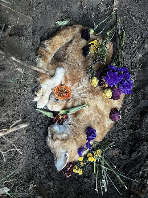 Extra image from article